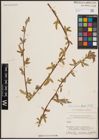 Foto von Salix excelsa S. G. Gmel.